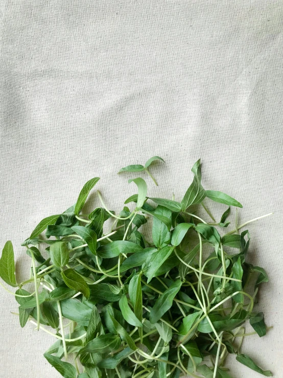 green plant growing on a white cloth covered surface