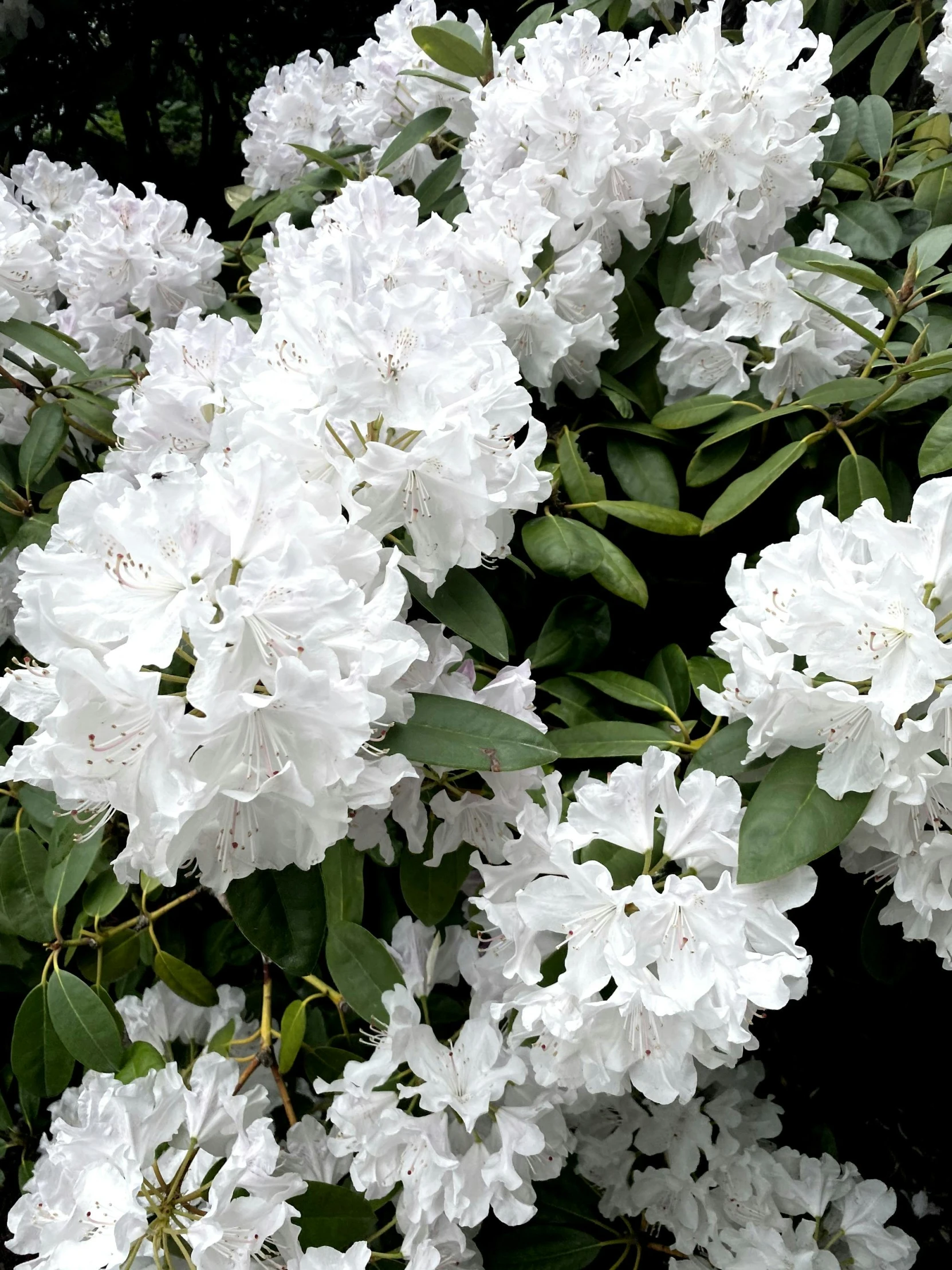 closeup of some white flowers in the bloom