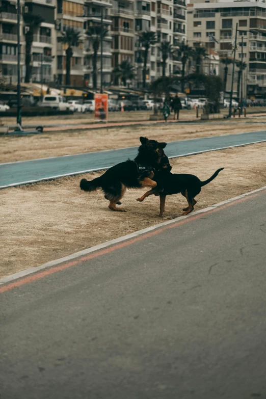 two black dogs on the street playing with each other