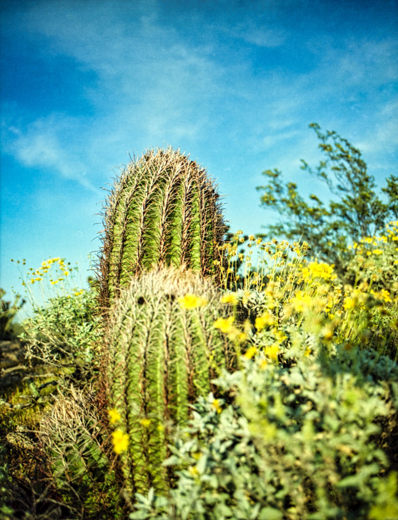 a big green cactus in the middle of some bushes