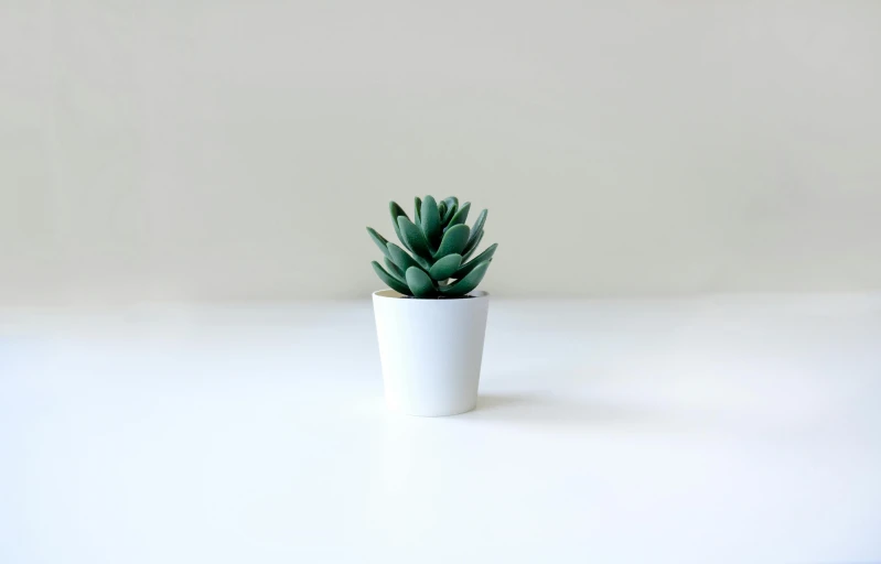 a plant in a white cup sits on the table