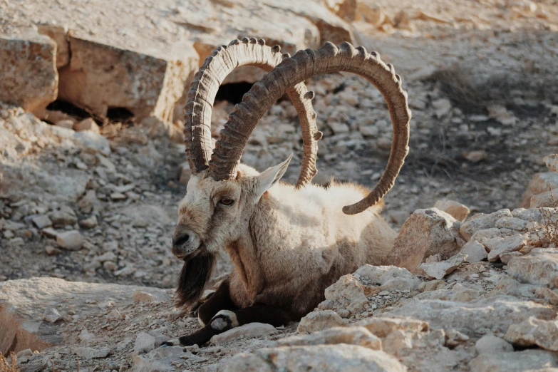 a close up of an animal on a rocky area