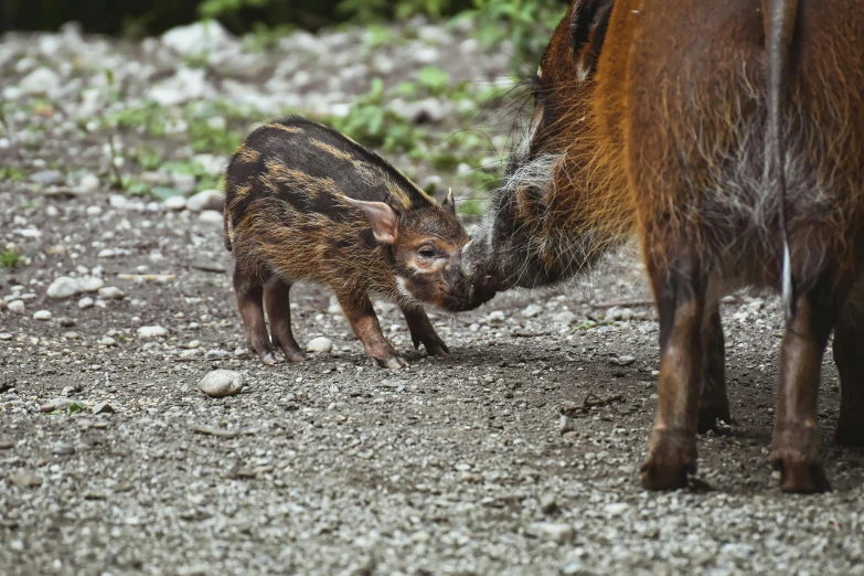 a small brown and white animal feeding on dirt