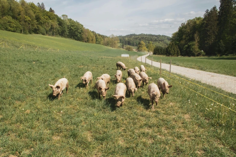 a herd of sheep grazing on a lush green field