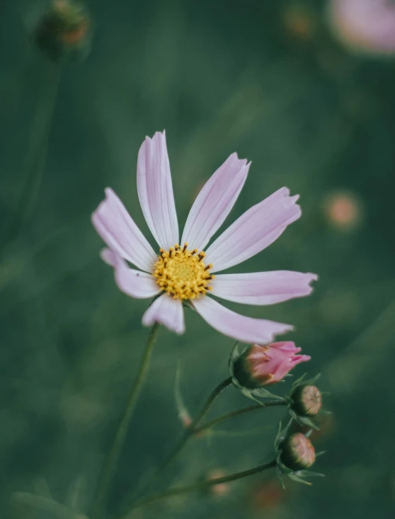 white and yellow flower close up in the grass