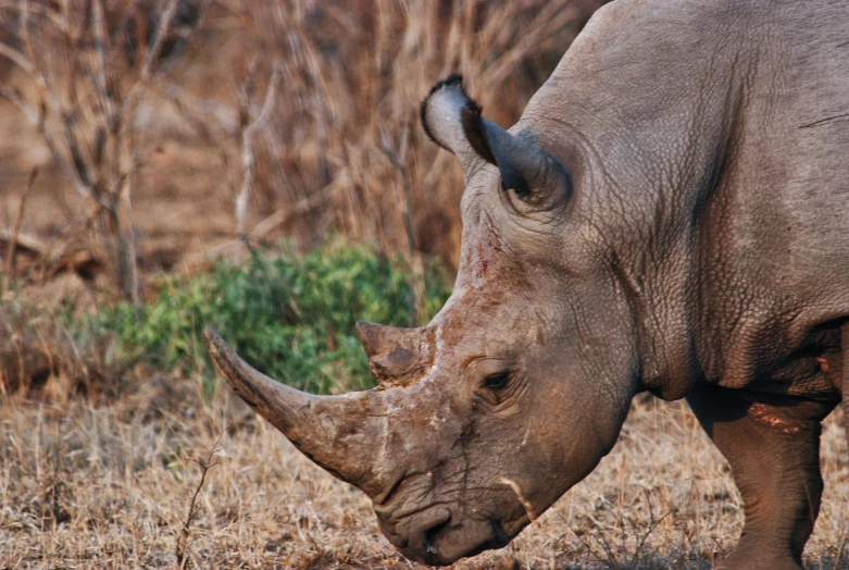 a rhino grazing in the desert on dry grasses