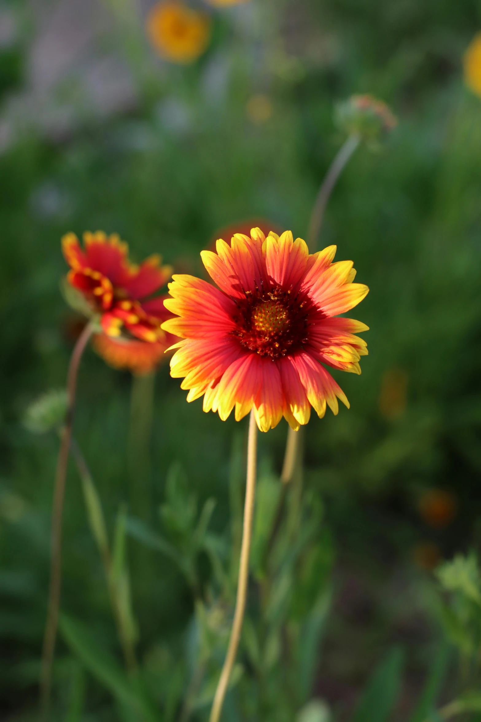 two flowers in the middle of a field