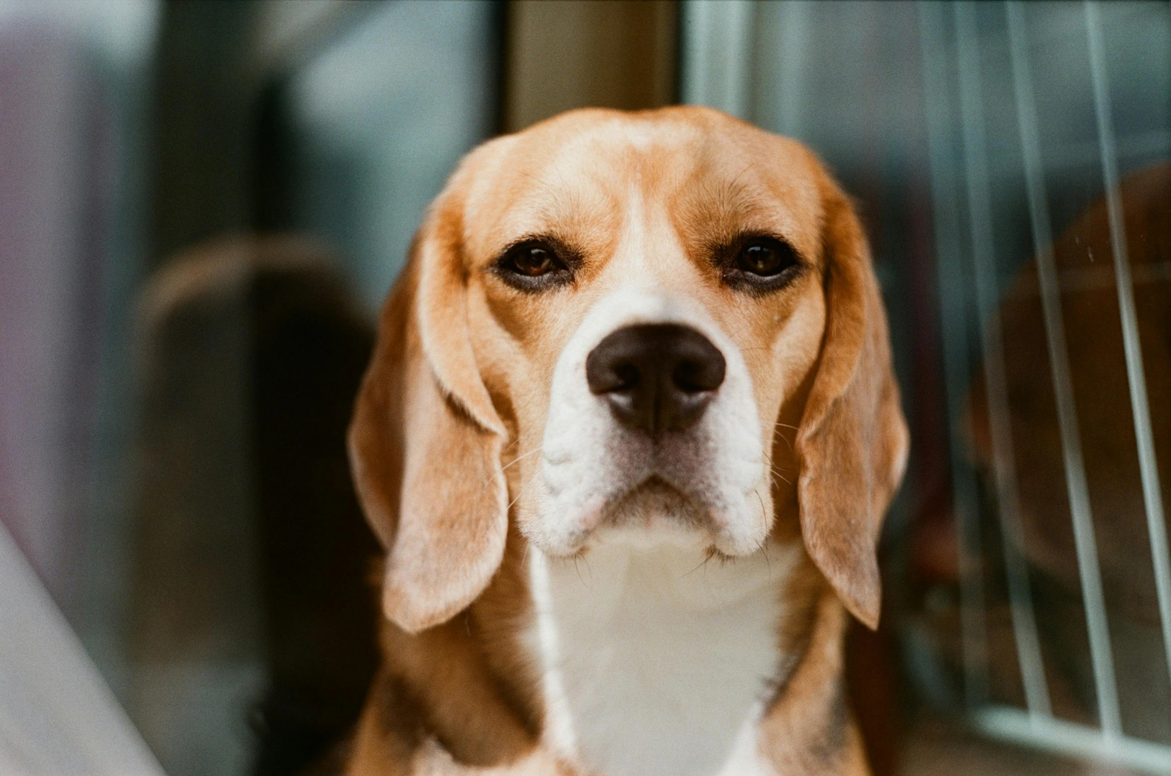 a brown and white dog looking forward while standing