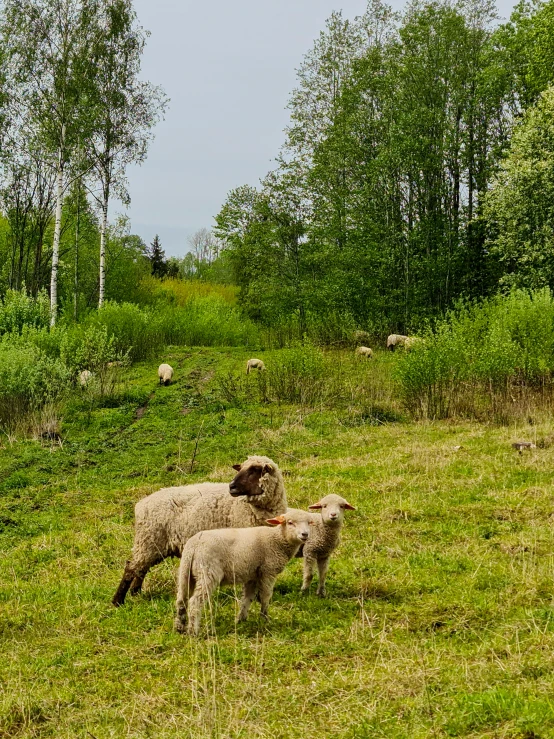 three sheep are standing in a field of grass