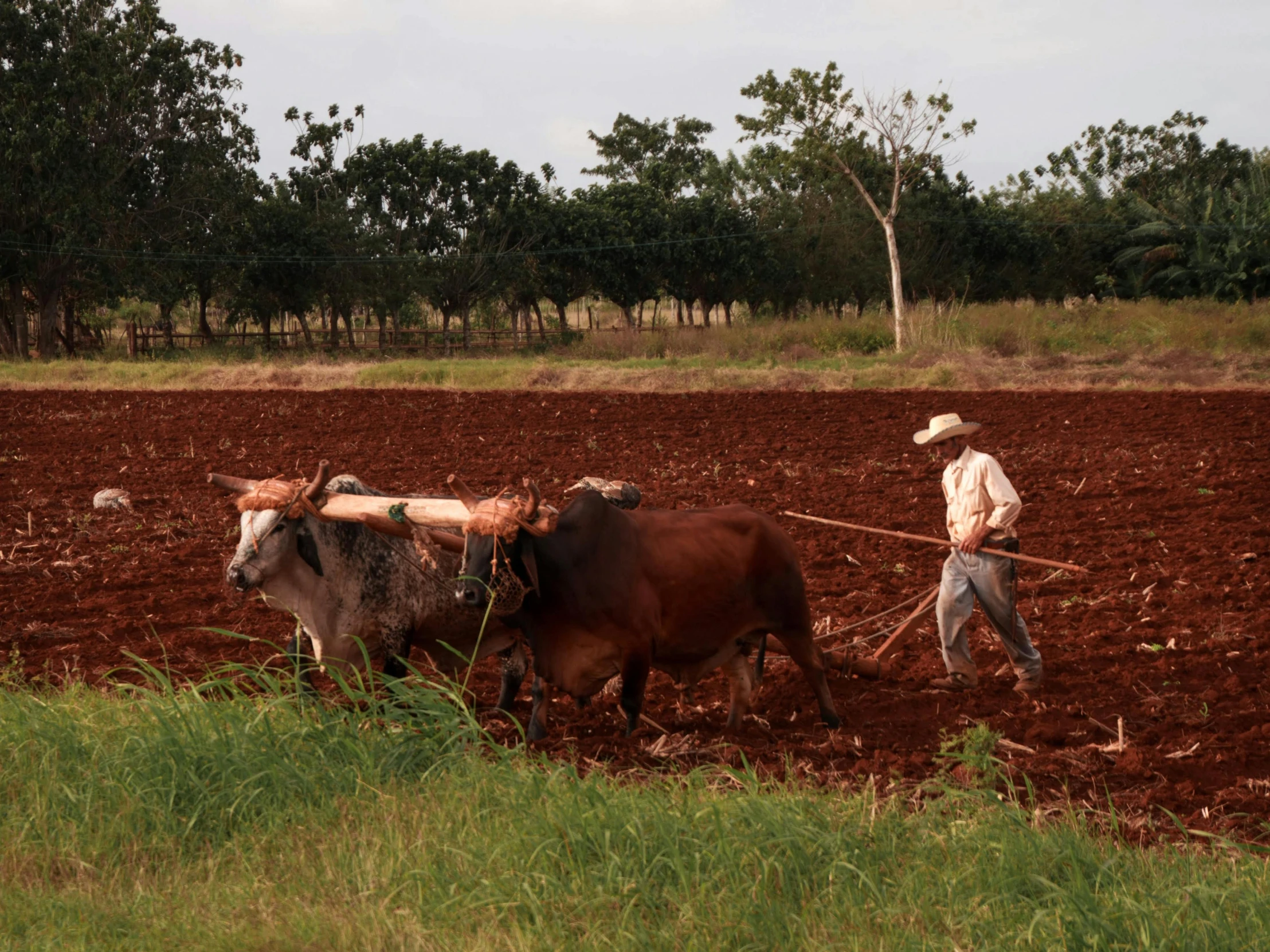 there is an old farmer being tilled by two oxen