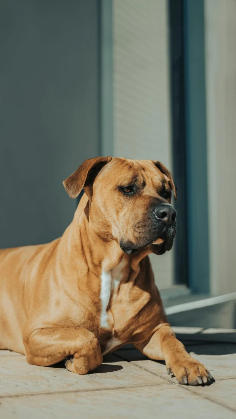 a brown dog resting in the sun