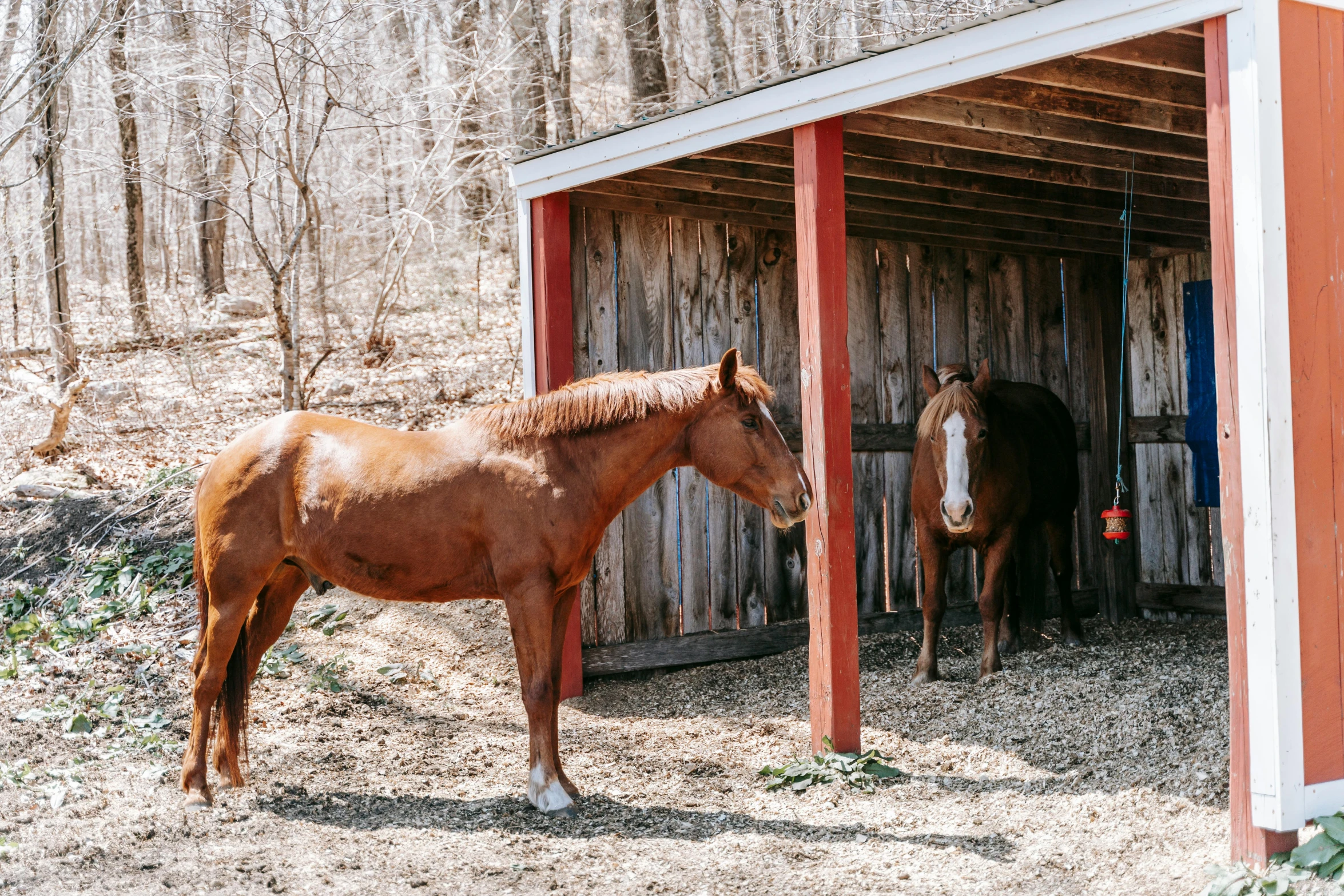 a pair of horses are standing in the dirt by an open shed