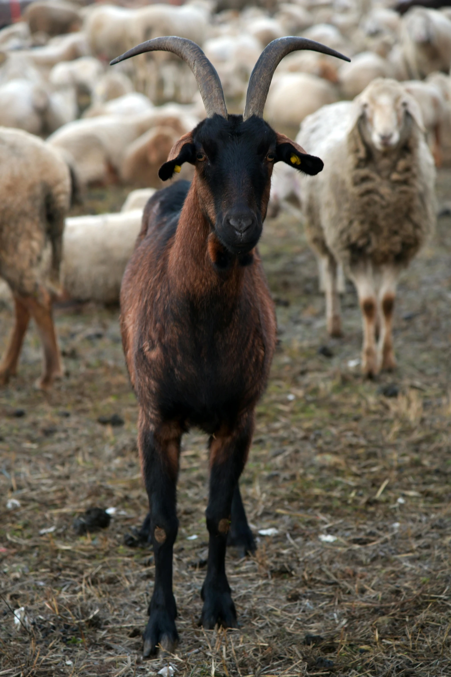 a brown and black goat in a field with many other sheep