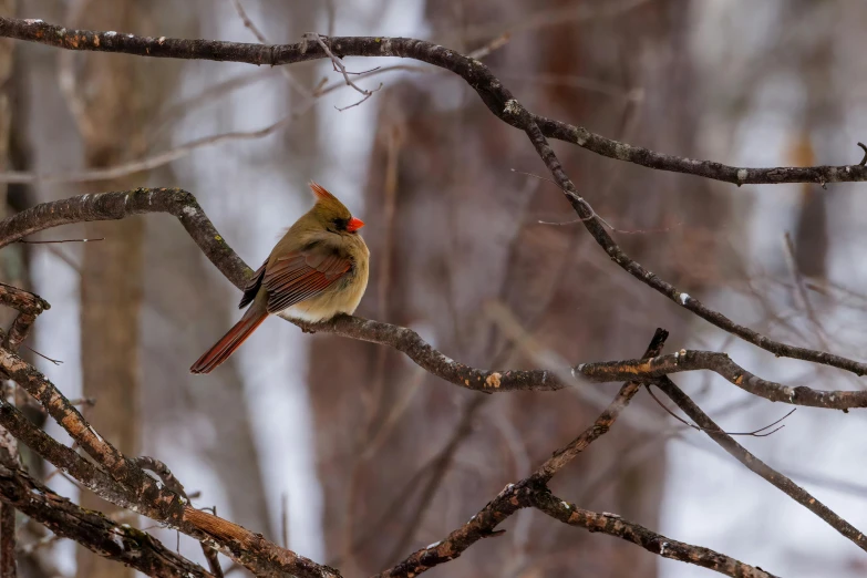 a bird sitting on top of a thin nch