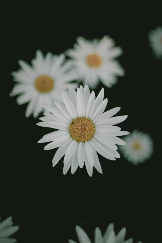 some white flowers floating in the air