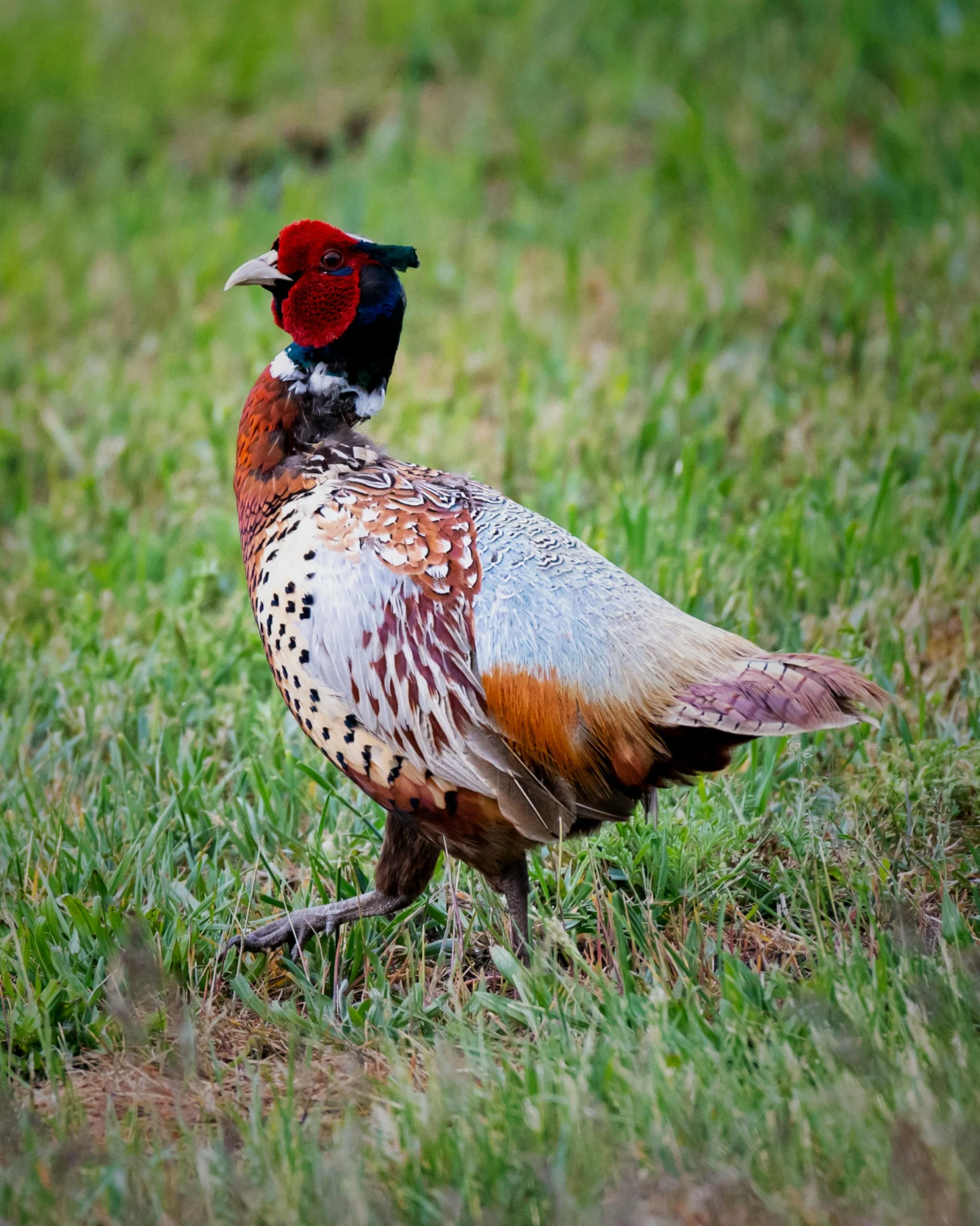 a bird with brown, red and blue feathers walking in the grass