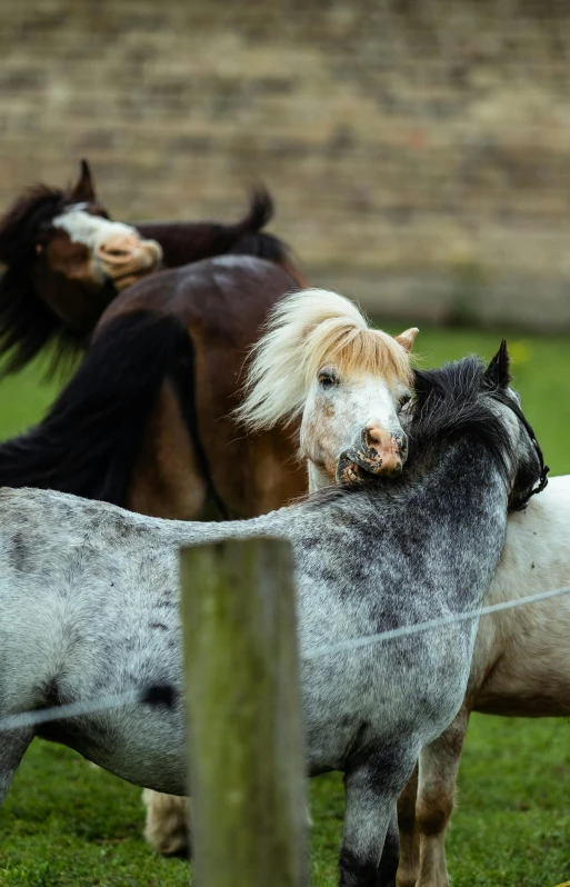 the horses are in the field while being herded