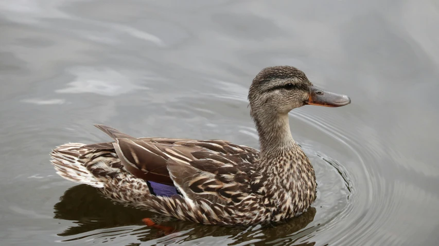 a duck floating in the lake with its wings extended