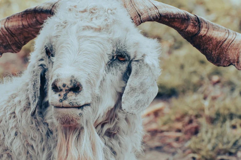 a close up of a horned animal with very long horns