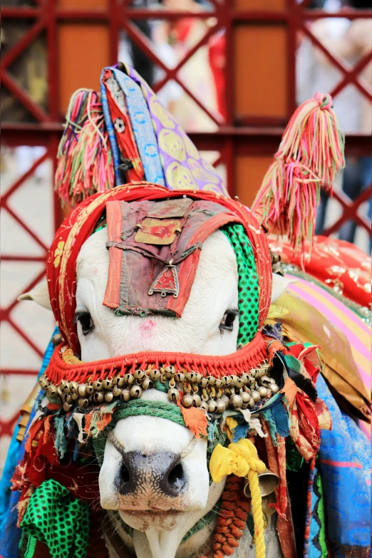 a close up of a cow wearing headdress
