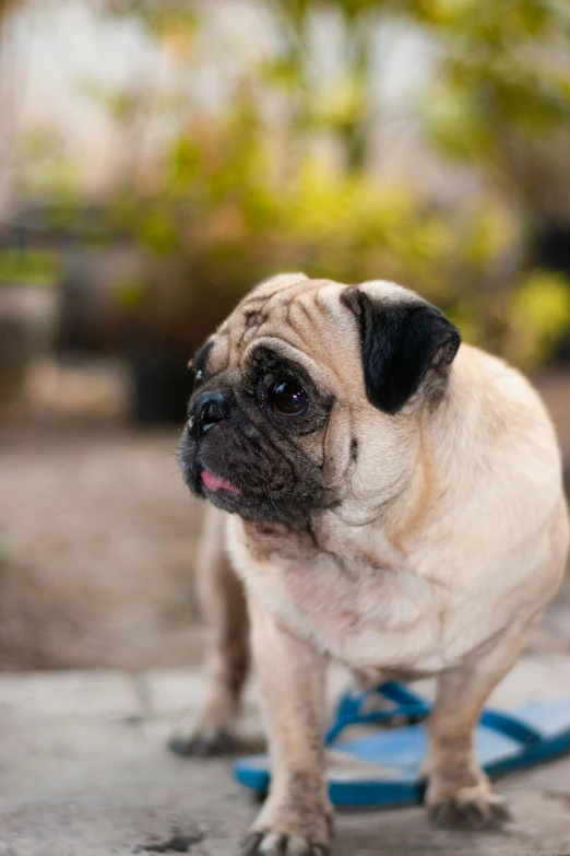 a small pug stands on top of a surfboard