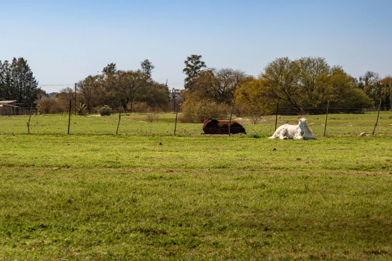 the horse and calf are out in the green pasture