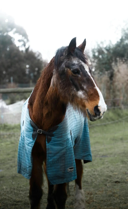 a horse wearing a blanket standing in a field