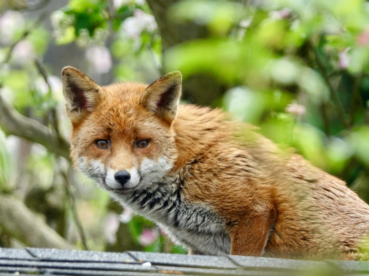 the red fox is standing in the forest