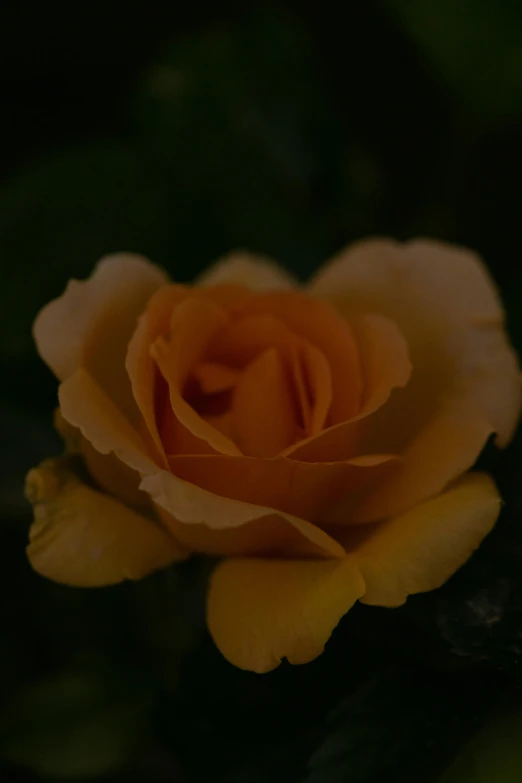 a close up of an orange rose on a tree
