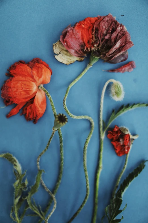 two large red flowers and one small green flower on blue surface