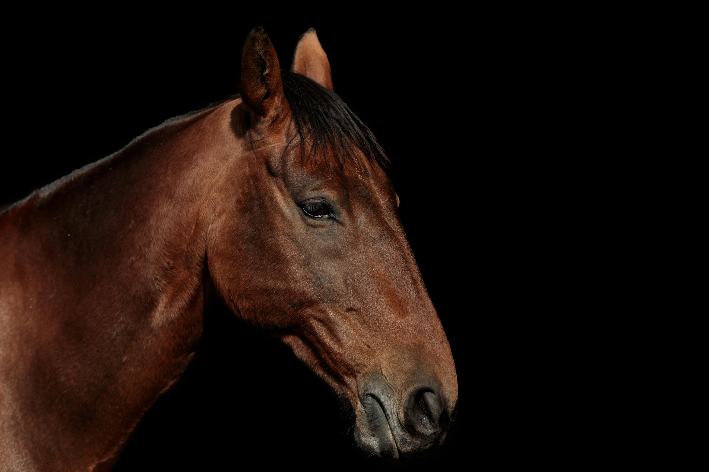 a brown horse looking in the distance with black background