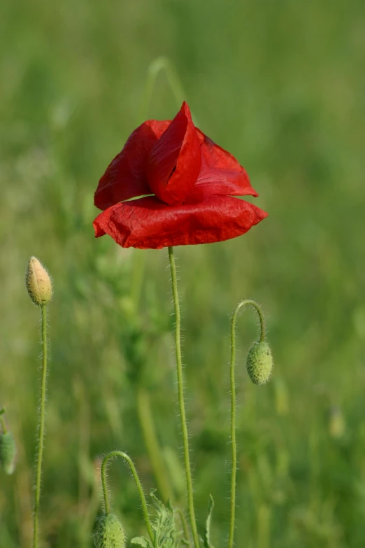 a red flower sits in a grassy field