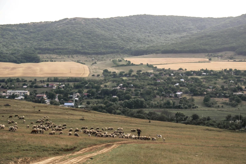 a large herd of animals moving up a hill