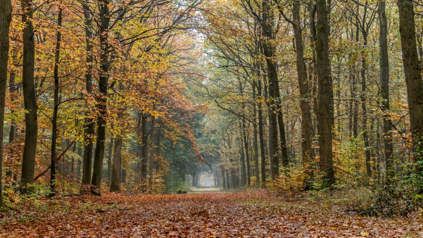 a road that is surrounded by lots of leaves