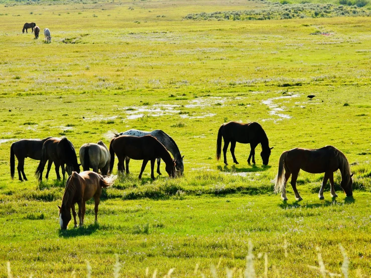 there are several horses standing together in the field