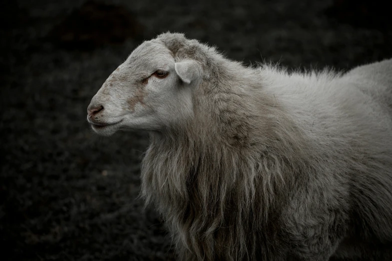 a sheep with long gy hair stares into the distance