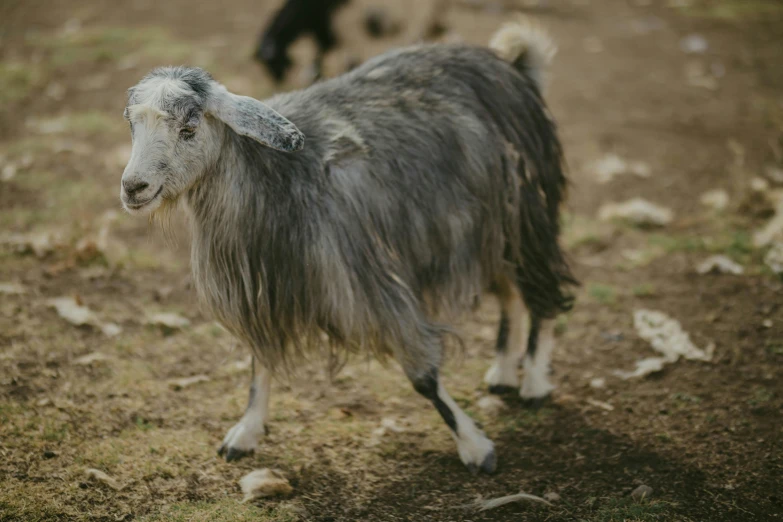 there is a goat with a dirty face standing in the dirt