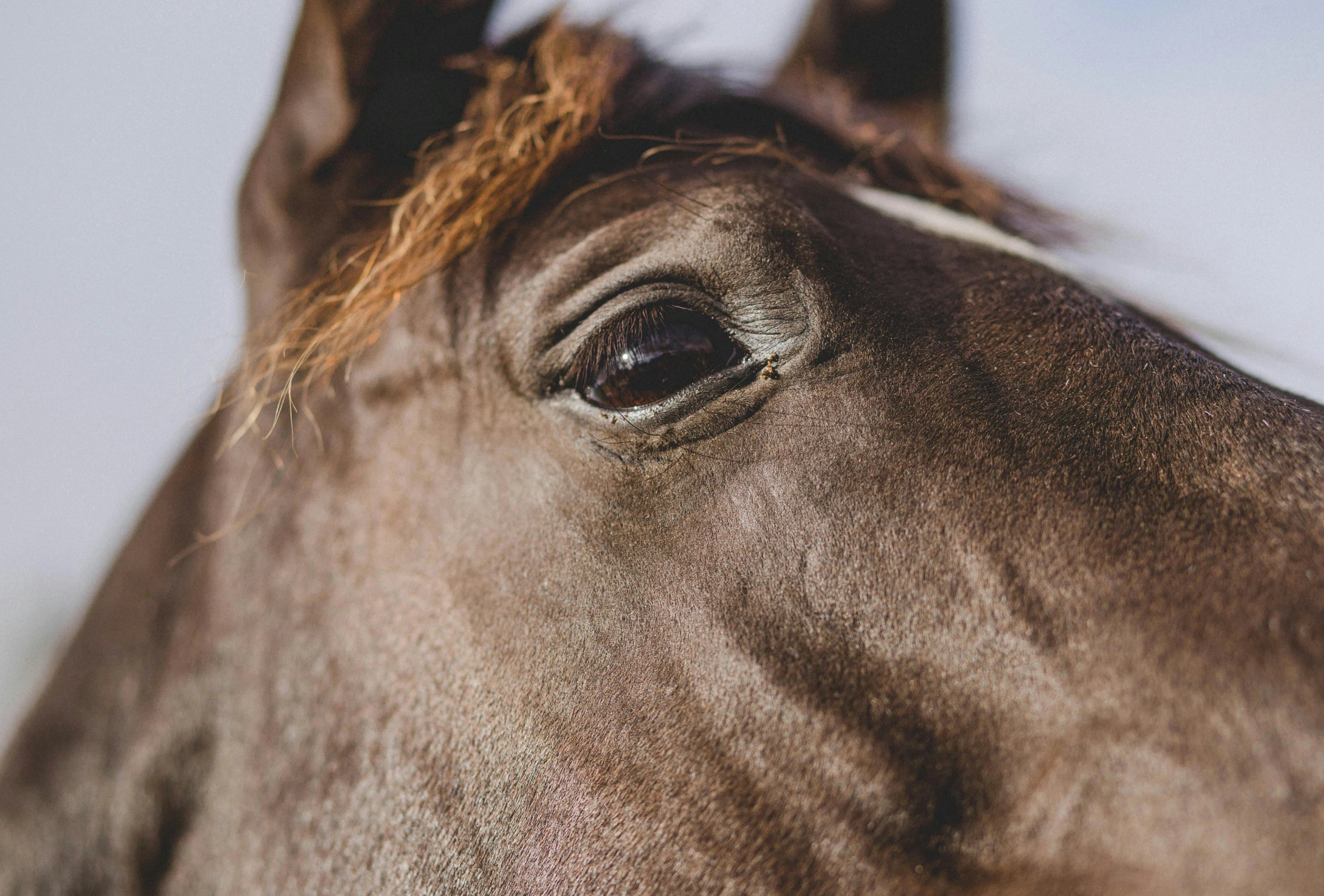 close up of the horse's face, with its long mane blowing