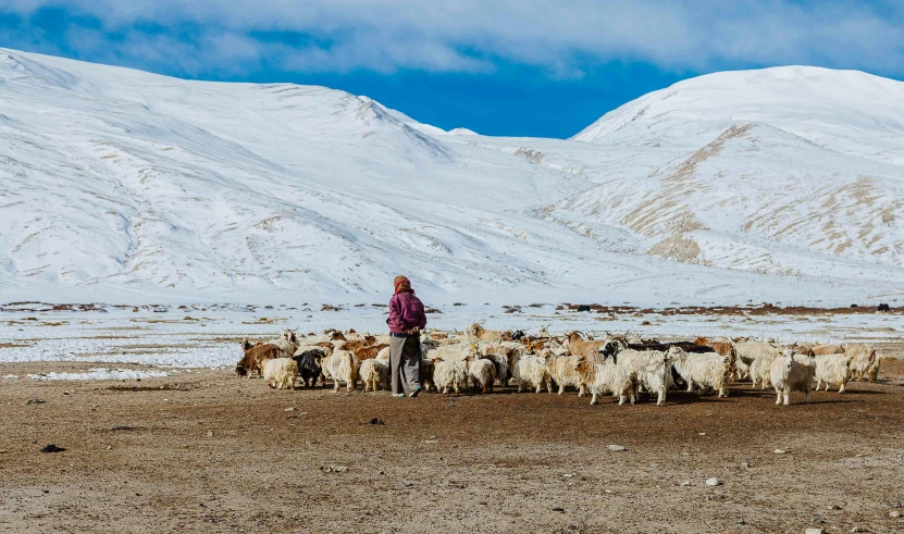 man standing with his herd in an open pasture