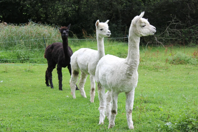 three alpacas standing together and looking at the camera