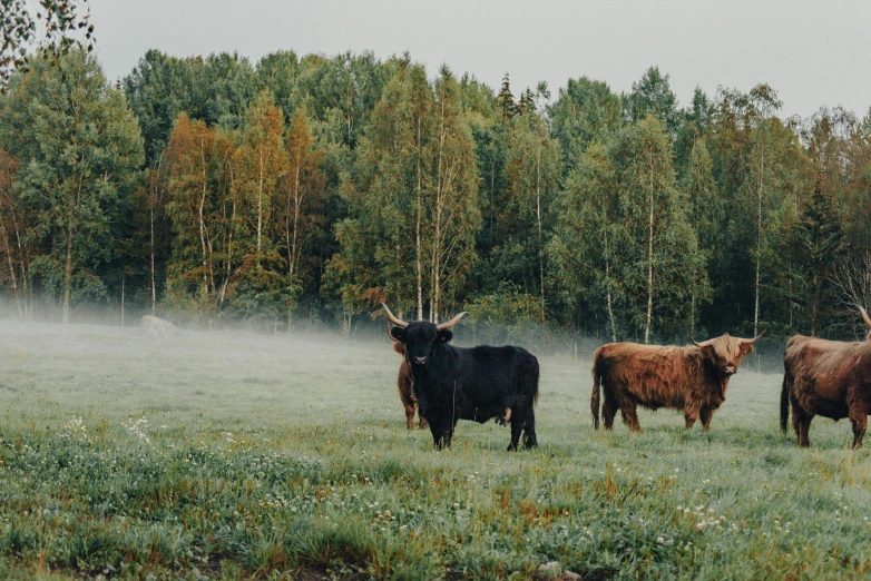 some brown black and white cows and some trees