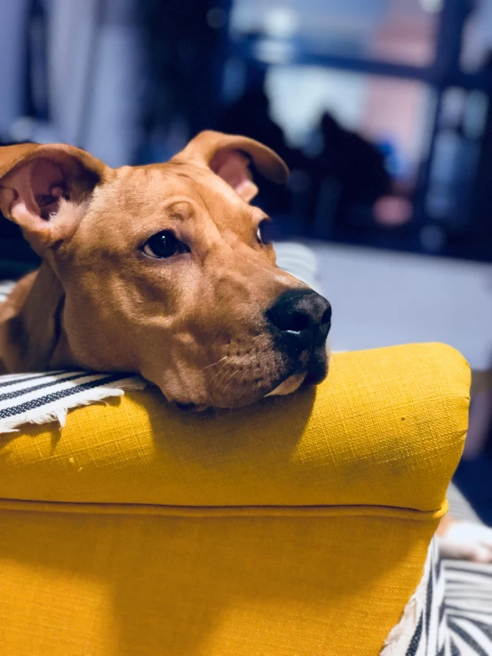 an adorable dog laying on top of a yellow chair