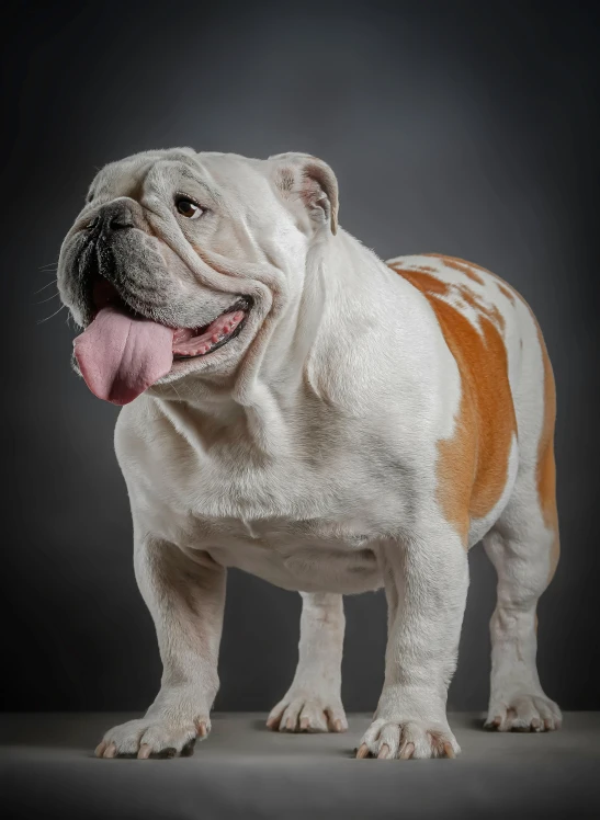 an adorable dog poses with his tongue out