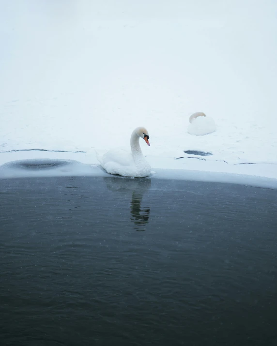 two birds swimming in some water and one is swimming