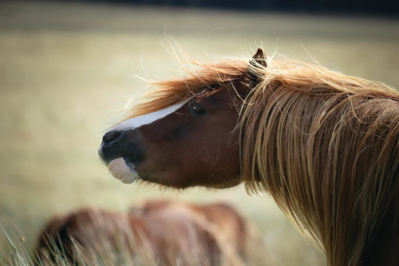 a horse with long hair standing in the grass