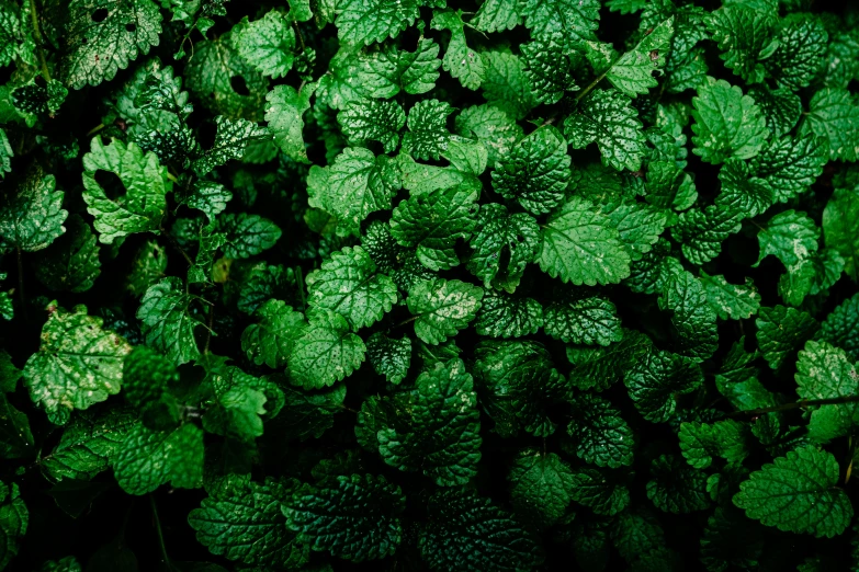 there is a very large pile of green plants