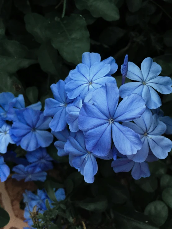 small blue flowers with green leaves behind it