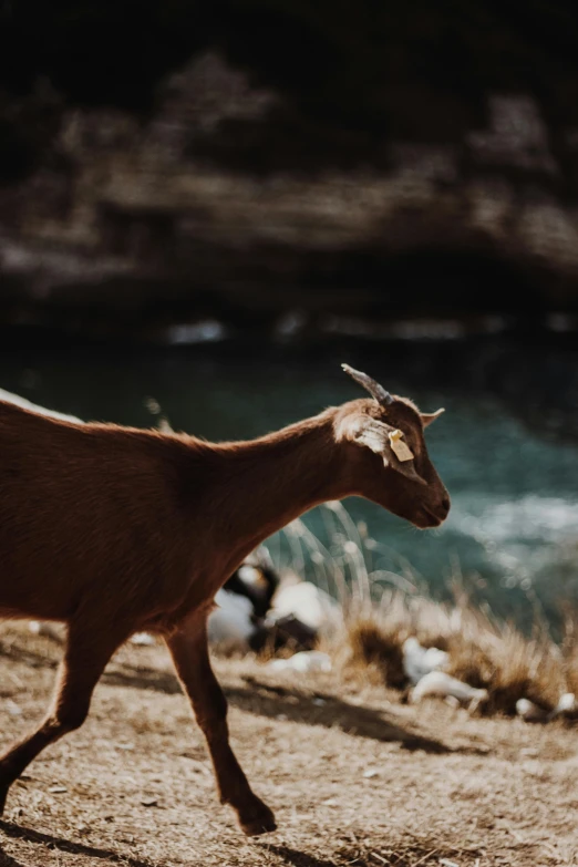 brown goat walking on dirt covered ground near rocks and water