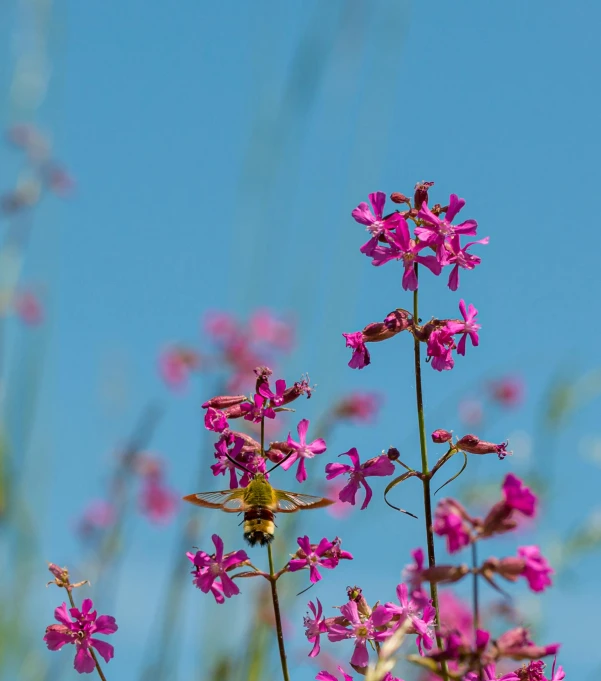 a purple plant and bee sitting on the top