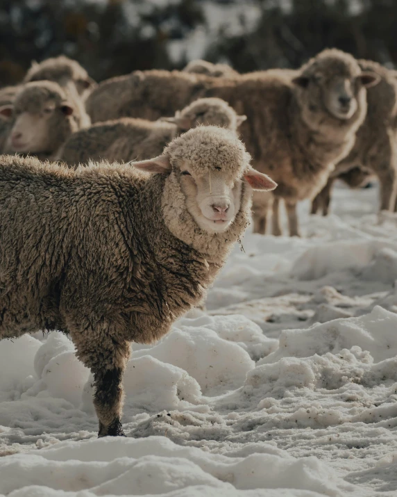 sheep standing in the snow with one ear down